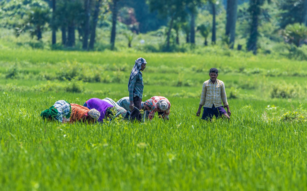 Développment agricole avec Maolin District Association