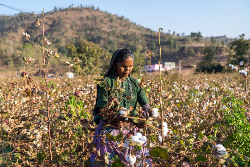 En Inde, Sarvodaya IRDS accompagne les producteurs de coton dans leur transition vers l’agriculture biologique
