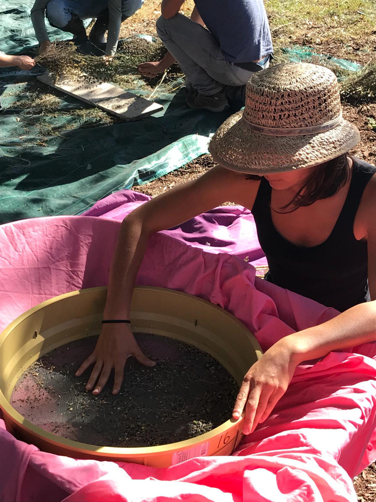 Le mouvement « Graines de vie » travaille et forme le public à la conservation des semences anciennes