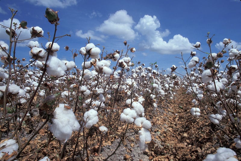 Production de coton biologique en Inde