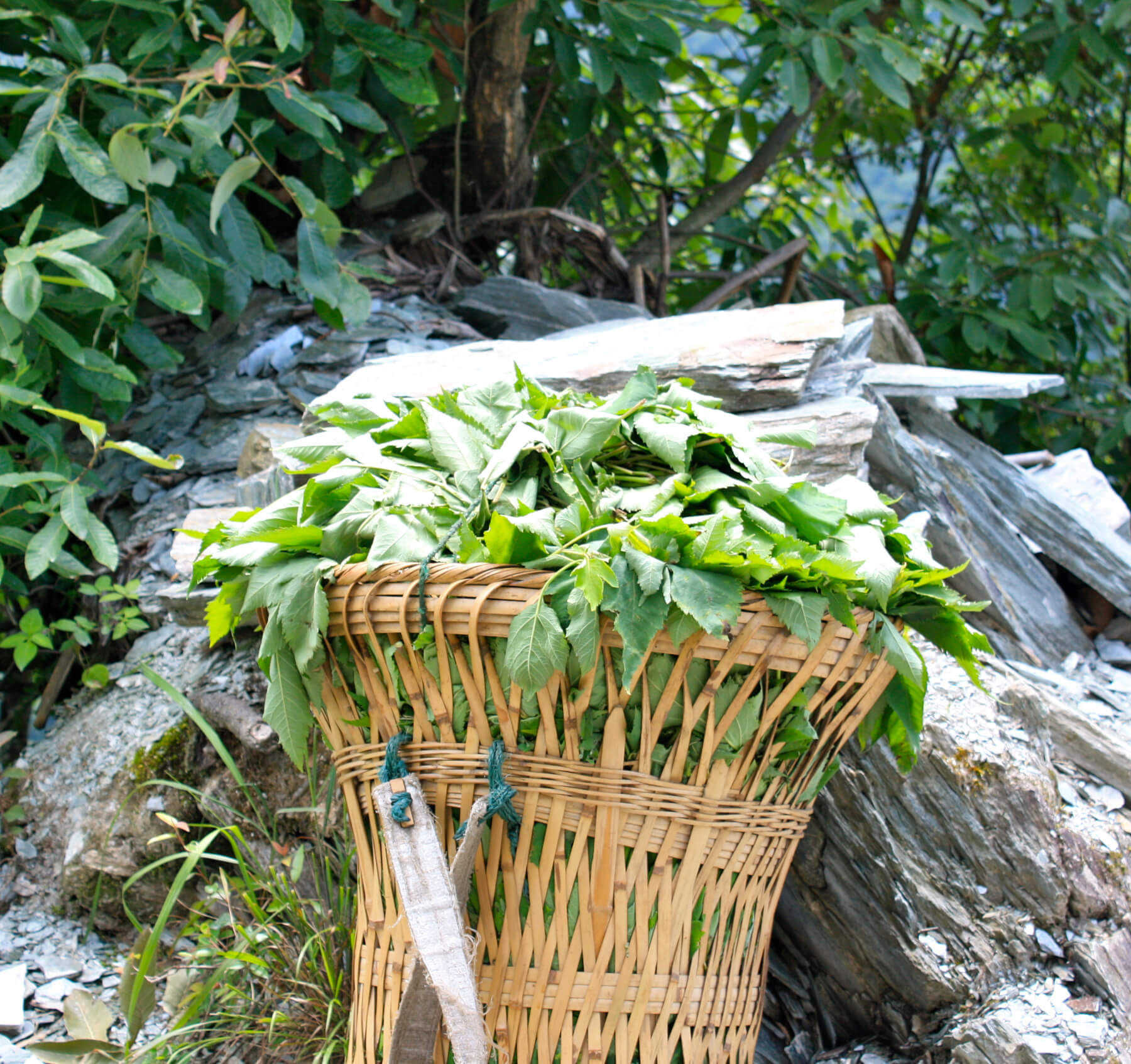 Production de plantes médicinales avec le WWF en Chine